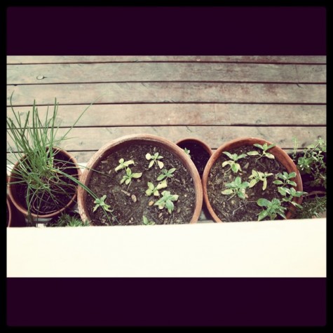 kitchen-garden-pots