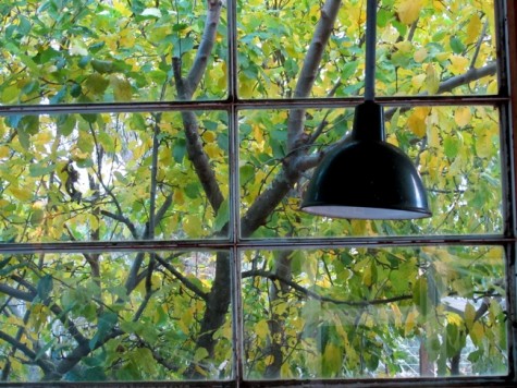 Autumn leaves on apple tree