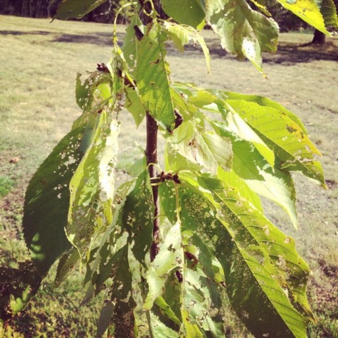 cherry tree slug