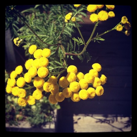 tansy