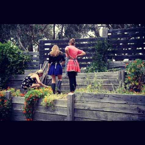 potato harvest family