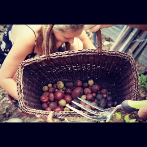 potato harvest basket