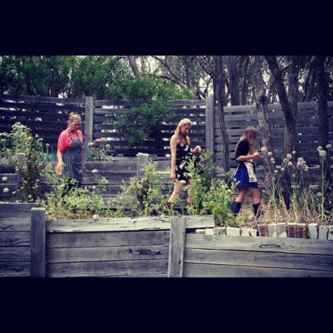 potato harvest garden