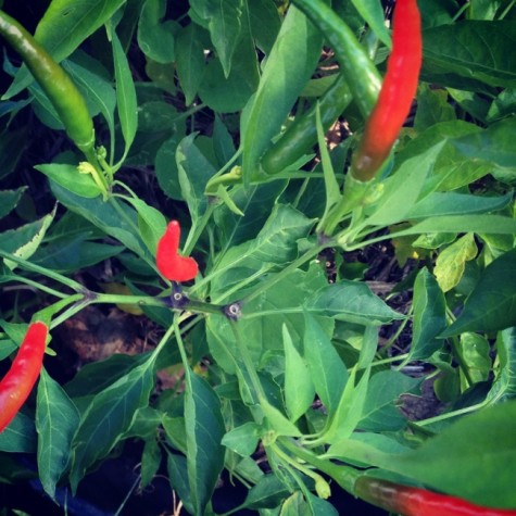 fresh chillies